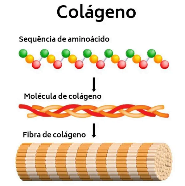 Molécula de colágeno