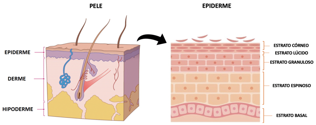 Desenhos evidenciando as camadas da pele em epiderme, derme e hipoderme. E as camadas da epiderme em estrato córneo, lúcido, granuloso, espinoso e basal.